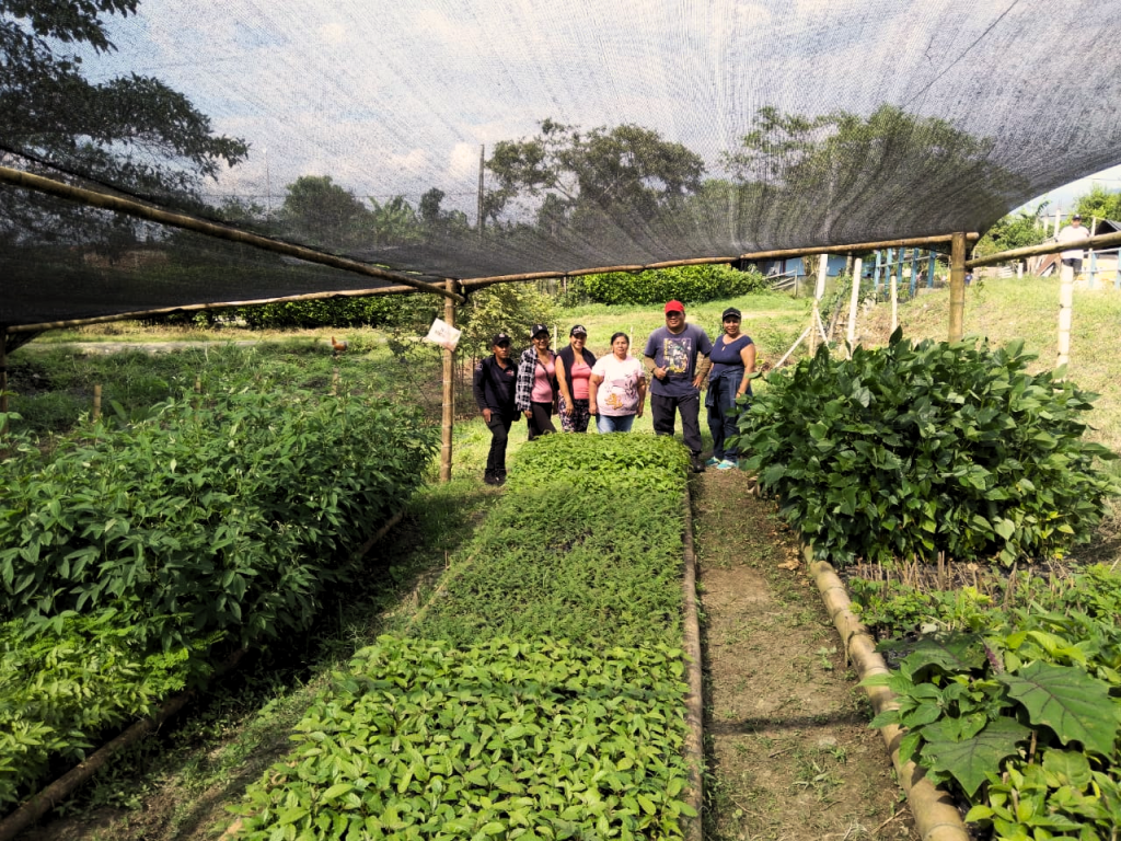 905 familias indígenas hacen parte del proyecto del Programa Colombia Sostenible que busca proteger 260 hectáreas de bosque andino en el Cauca.
